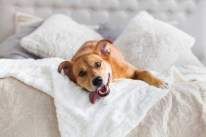 Happy,Ginger,Mixed,Breed,Dog,In,Luxurious,Bright,Colors,Scandinavian